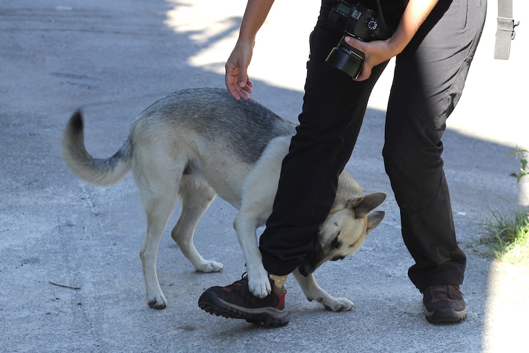 What to Know About Ohio Dog Bite Laws