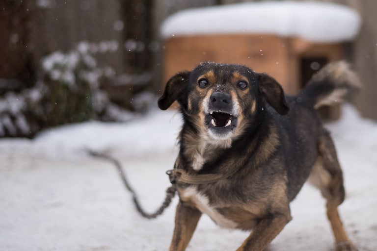 Does a Dog’s Breed Affect Your Dog Bite Personal Injury Claim?