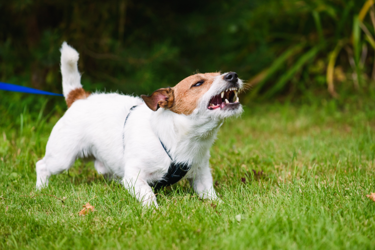 Are Dog Sitters Responsible for Dog Bites in Ohio?