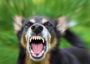 Dog Bites