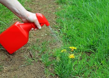 Roundup Weed Killer
